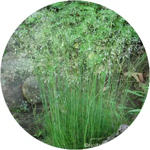 Deschampsia flexuosa - Plants