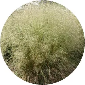 Deschampsia