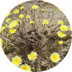 Desert dandelion