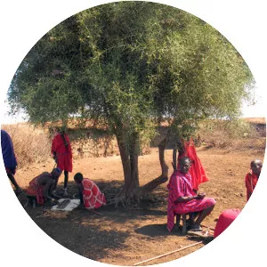 Desert date - Plants