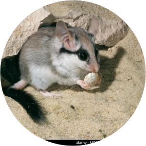 Desert dormouse - 