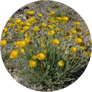 Desert marigold