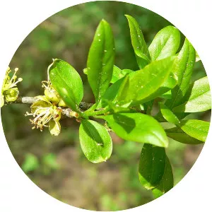 Desert olive - Plants