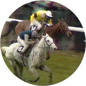 Desert Orchid