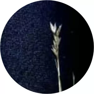 Desert saltgrass - Plants