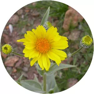 Desert Sunflower