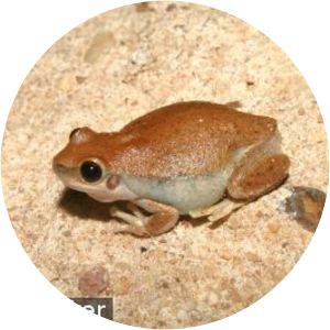 Desert tree frog