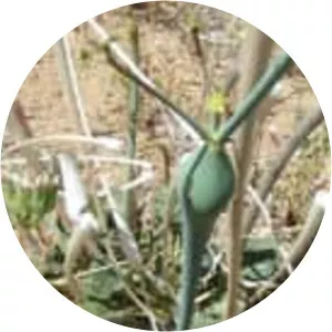 Desert trumpet - Plants