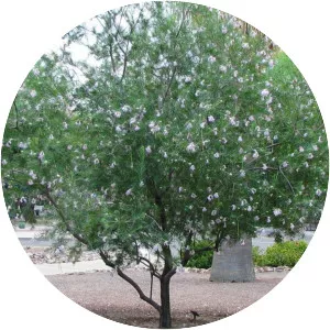 Desert-willow - Plants