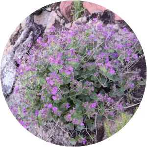 Desert wishbone-bush