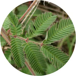 Desmanthus velutinus