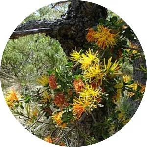 Desmaria mutabilis - 