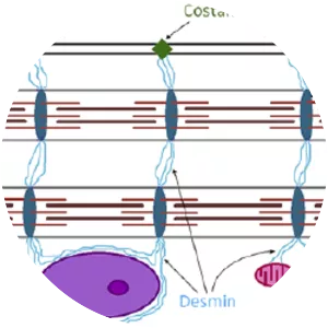 Desmin - Protein