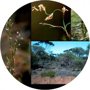 Desmocladus flexuosus - 