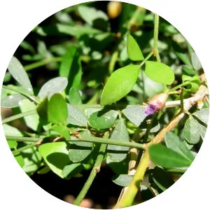 Desmodium acanthocladum - 