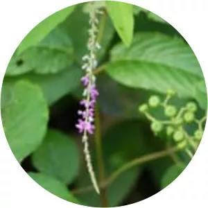 Desmodium gangeticum - Plants