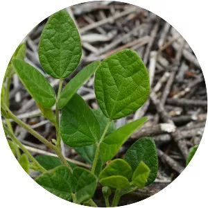 Desmodium molliculum - 