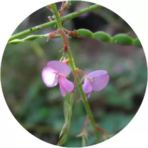 Desmodium rhytidophyllum - 