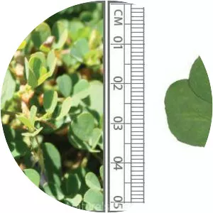 Desmodium triflorum