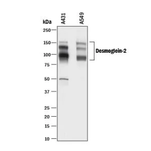 Desmoglein-2 - Protein