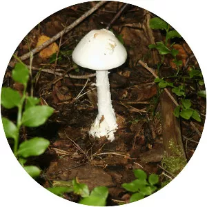 Destroying angel - Midsomer Murders episode (season 4, episode 2)