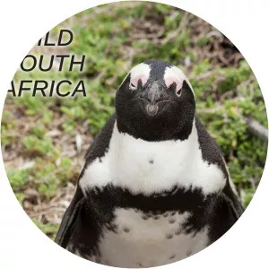 Det vilda SydafrikaSince 2016 - 2016 ‧ 2 seasons