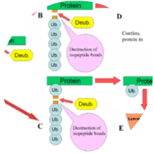 Deubiquitinating enzyme
