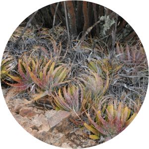 Deuterocohnia chrysantha