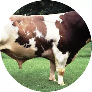 Deutsche Rotbunte (Rotbuntes Niederungsrind)