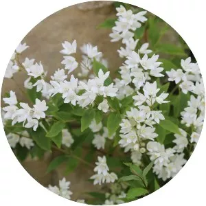 Deutzia - Plants