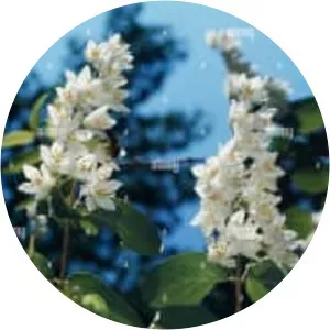Deutzia staminea - Plants