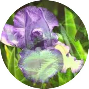 Dev Suroop Kaur - Musical artist