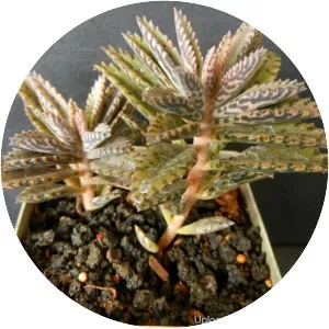 Devil's backbone - Plants