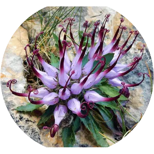 Devil's claw - Plants