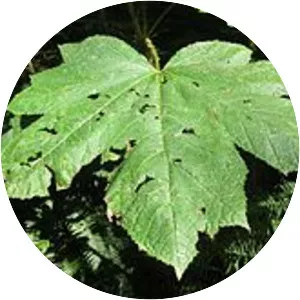 Devil's club - Plants