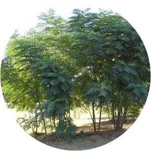 Devil's walkingstick