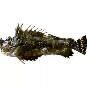 Devil stinger - Fish