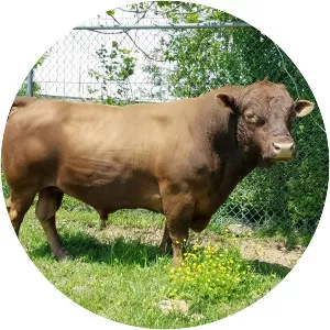 Dexter cattle