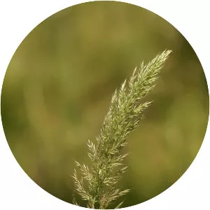 Deyeuxia quadriseta - 