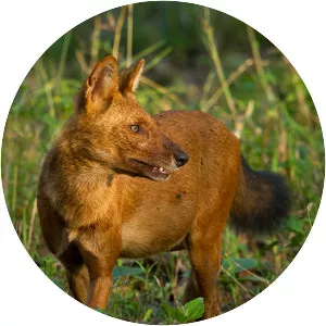 Dhole