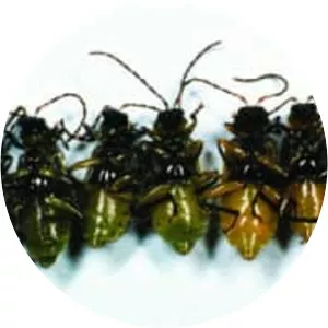 Diabrotica virgifera