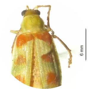 Diabrotica viridula