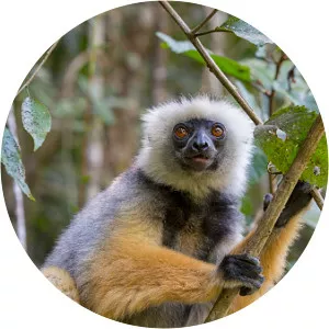 Diademedsifaka