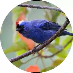 Diademed tanager - Bird