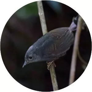 Diamantina tapaculo - 