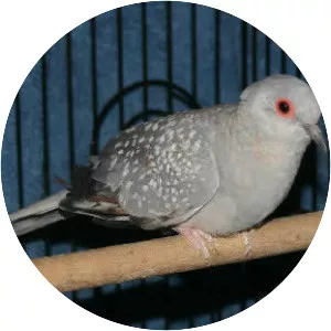 Diamond dove - Birds