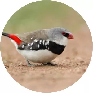 Diamond firetail