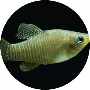 Diamond killifish
