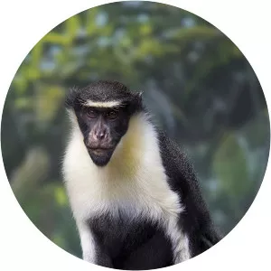 Diana monkey