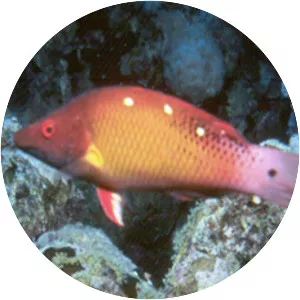 Diana's hogfish